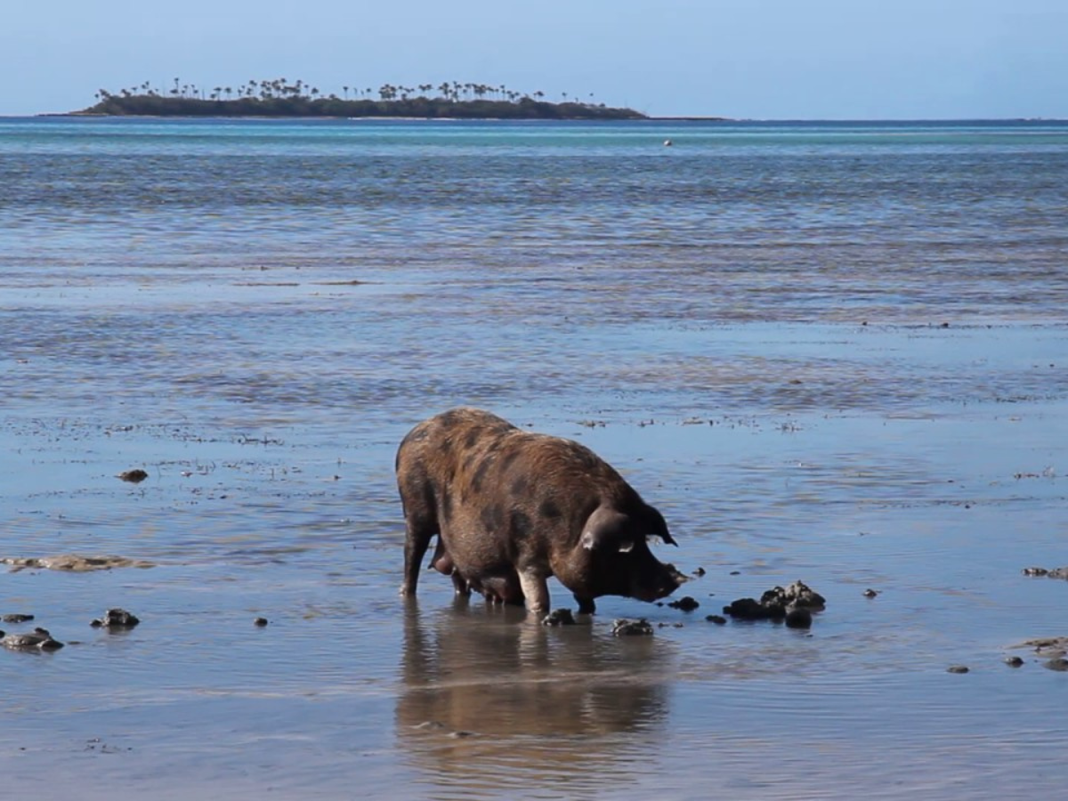 Tongan Treasures: Primary School Visit, Ancient Sites, and Anahulu Cave Pool Deep Dive
