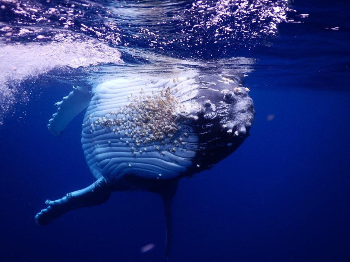 Humpback Whale on its side in deep blue water with barnicles on its underside