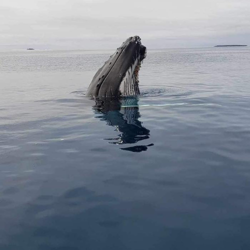 1 day Humpback Whale Swim Tongatapu Island