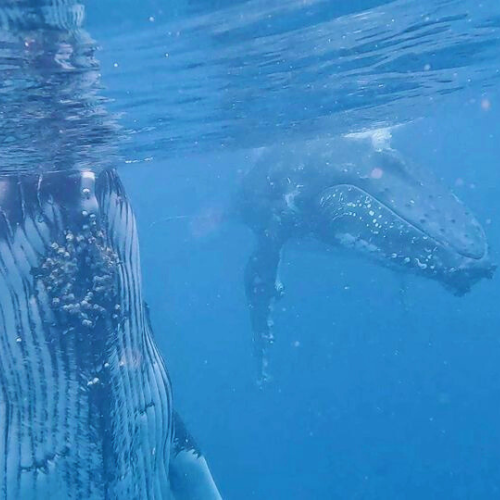 1 day Humpback Whale Swim Tongatapu Island